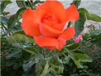 f586cfaa-Picture 318.jpg